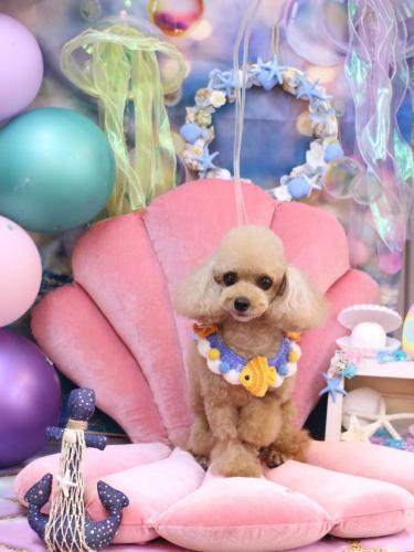 20240809ココちゃん